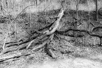 Tarantula tree, fallen dead tree looks like an insect