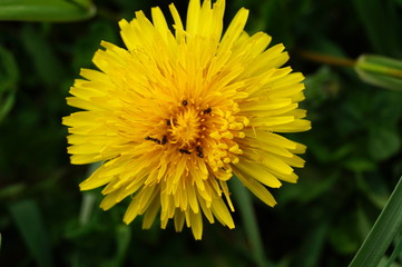 spring, dandelions, nature, flowers, ants