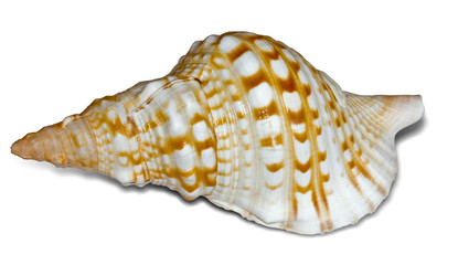 sea shells