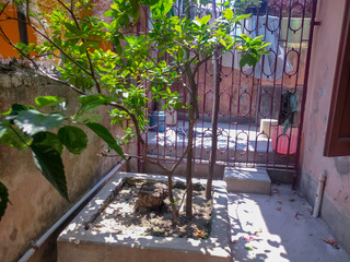 A normal new tree rising on a hosing corridor area