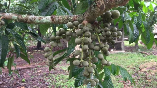 close up green burmese grape or rambai fruit hanging on tree