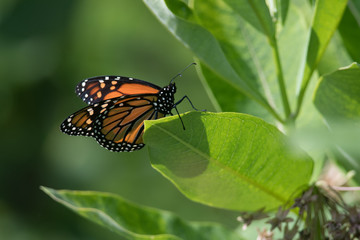 Monarch Butterfly