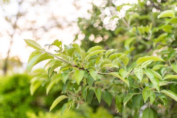 close up of fresh green leaves