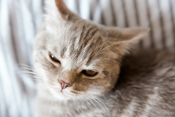 Portrait of cute grey cat,slipping on the bed.Scottish cat.Top view.Close-up