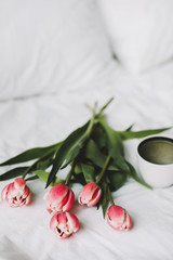 Coffee cup and tulips in bed. Concept of holiday, birthday, Women Day. Breakfast in bed. Good morning. still life, flat lay