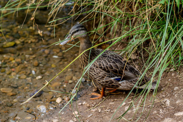 Patos de rio, burgos