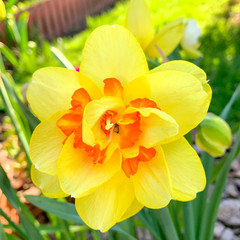 Yellow narcissus flower in garden