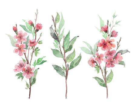 Set of watercolor pink blooming branches. Cherry, apple blossom