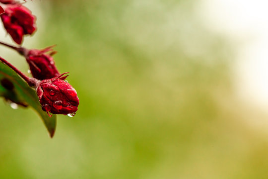 Red rose in the morning with rain drops in the spring