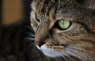 close up of a cat