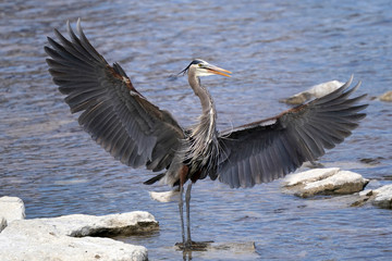 Great Blue Heron landing right in front of me wings spread

