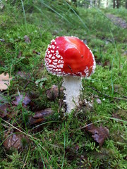 Small red toadstool with round cap in the forest