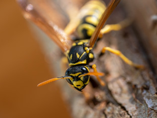 Close up of wasp on wood material
