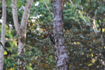 red headed woodpacker in Costa Rica