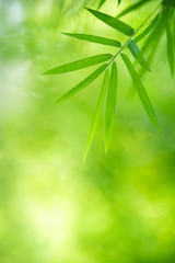 Fototapeta na wymiar Nature of green leaf bamboo in garden at summer. Natural green leaves plants using as spring background cover page greenery environment ecology wallpaper