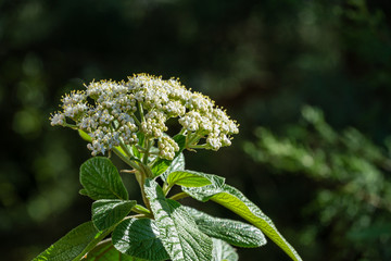 Leatherleaf viburnum (Viburnum rhytidophyllum Alleghany) white flowers in spring garden. Beautiful blossom on dark green background. Place for your text. Selective focus. Nature concept for design