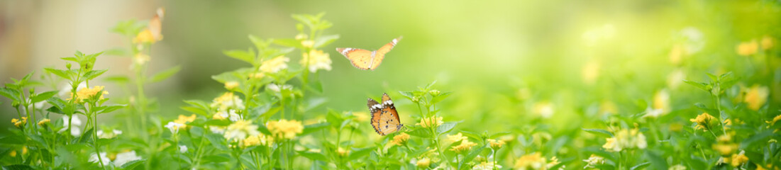 Nature of butterfly and flower in garden using as background butterflies day cover page or banner...