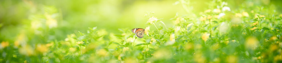 Nature of butterfly and flower in garden using as background butterflies day cover page or banner template brochure landing page wallpaper design
