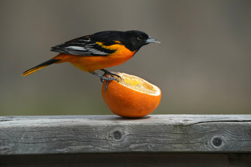 Male Baltimore Oriole on deck railing and eating oranges in spring