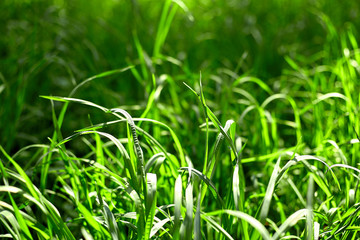 green grass on green background