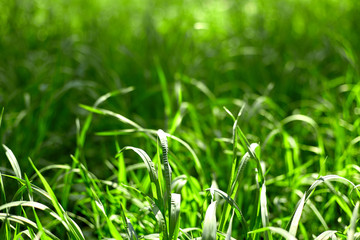 green grass on green background