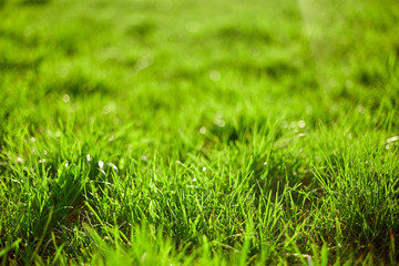 Green grass on green background