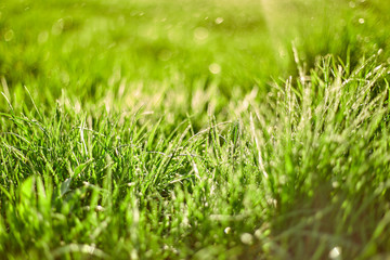 Green grass on green background