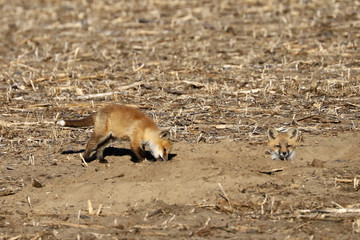 Baby foxes in den in plowed cut cornfield
