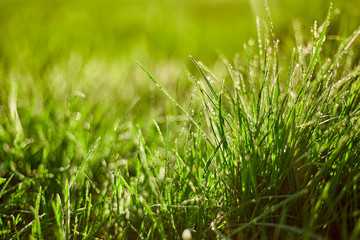 Green grass on green background