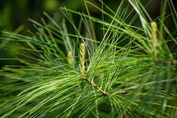 White pine Pinus strobus young shoots on branches with long green needles. Selective macro focus. Original texture of natural pine greenery.