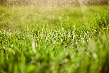 Green grass on green background