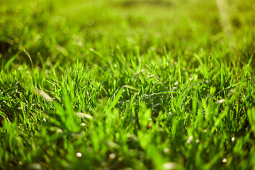 Green grass on green background