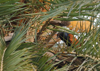 A colorful bird in camouflage.