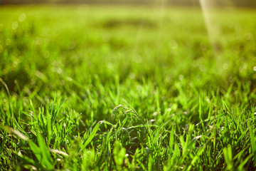 Green grass on green background