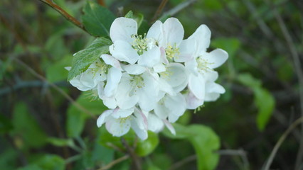 blüten
