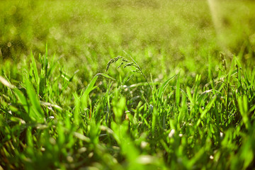 Green grass on green background