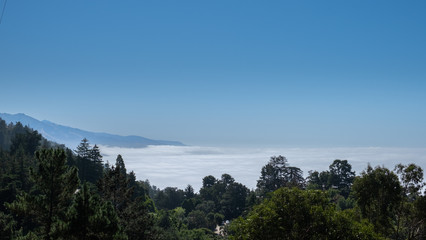 sea of mist over the forest, california