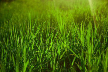 Green grass on green background