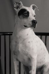 american staffordshire terrier