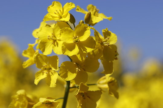 Blooming yellow oilseed or rapeseed flowers in the field on the blue sky, spring time, 
