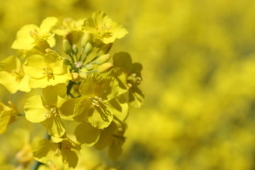 Yellow blooming rape field in spring time, closeup,  - obrazy, fototapety, plakaty