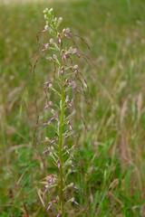 wild orchids in the meadows, Himantoglossum Adriaticum