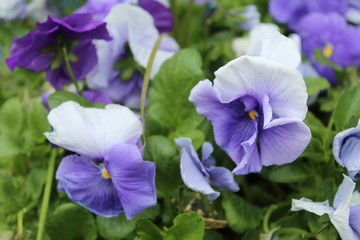 Fototapeta na wymiar Purple Flowers