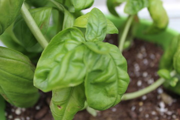 Backyard Basil