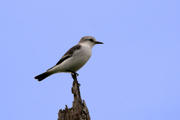 White-rumped Monjita (Xolmis velatus) perched on a branch under the blue sky