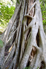 Massive forest trees in the Wilson River Reserve, Western Australia