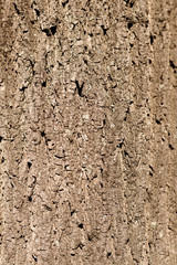 tree bark closeup texture or background