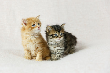 a pair of small kittens looking away on cream background