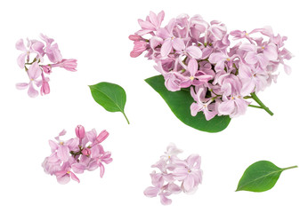 Lilac flowers isolated on white background, top view