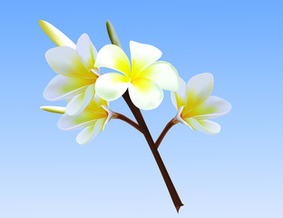 Fototapeta na wymiar frangipani flower on blue sky background